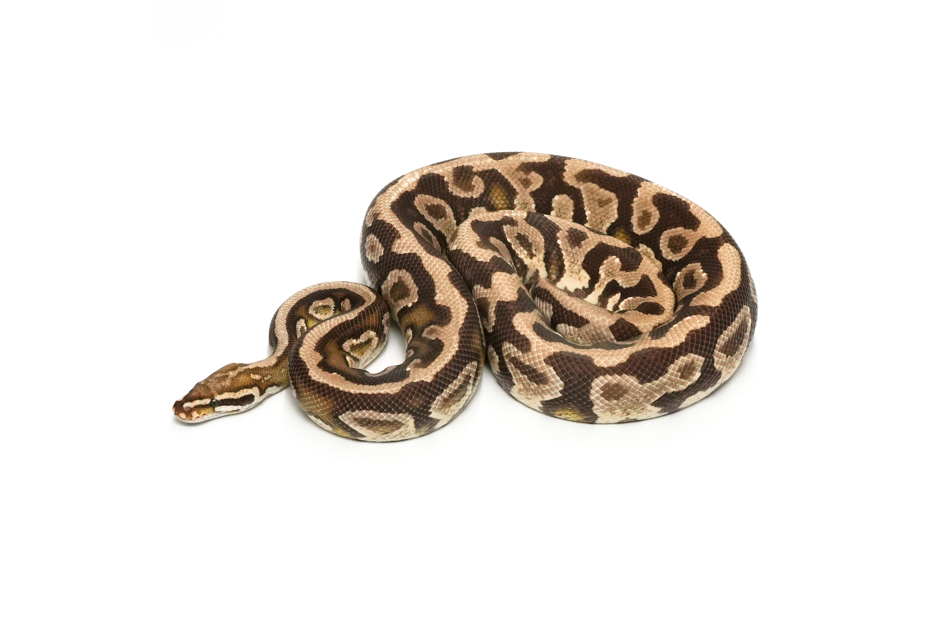 Hurricane Fire Spotnose DH DG Clown (PB)
