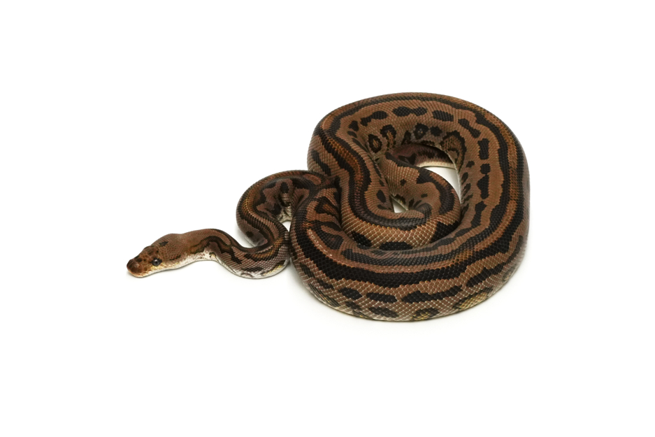 Hurricane Cinnamon Batman (PB)