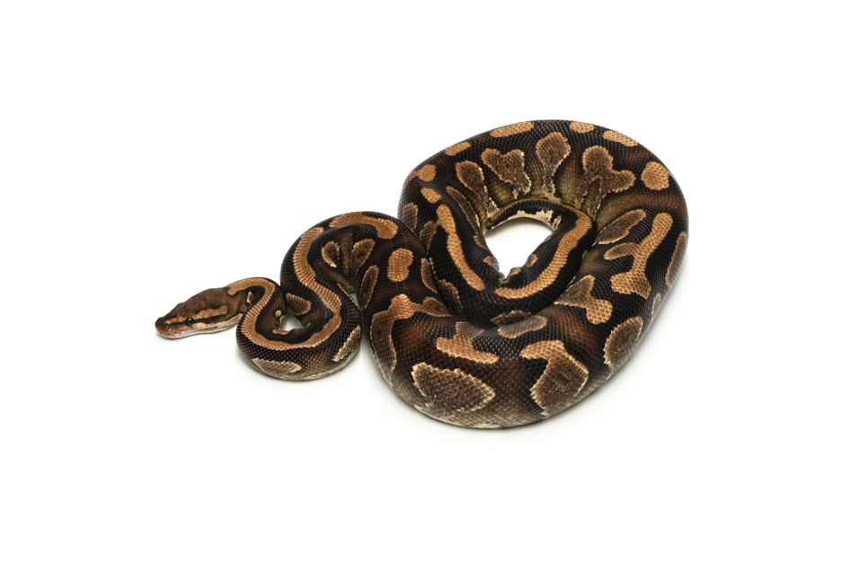 Mahogany YB DH Lavender Pied (PB)