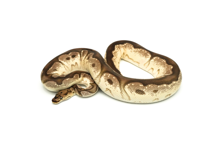 Super OD Clown Het Pied (PB)