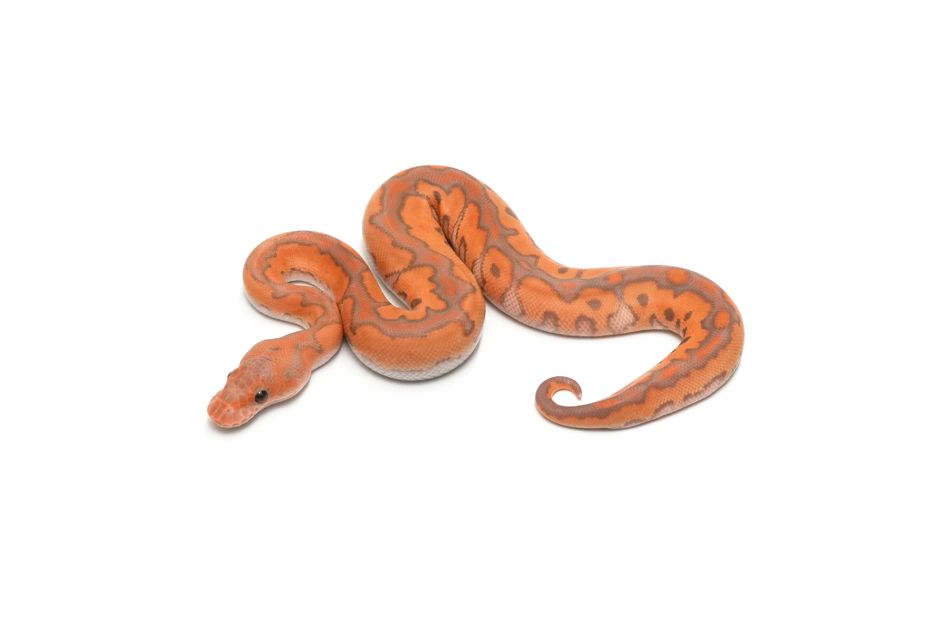 Redstripe Ultramel Clown