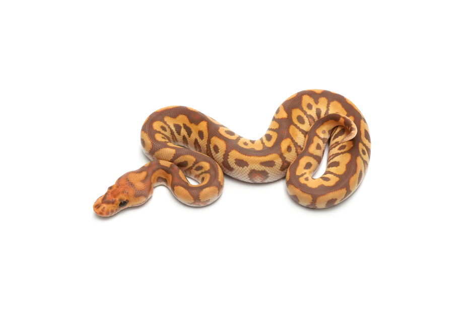 Blackpastel Redstripe Ultramel Clown
