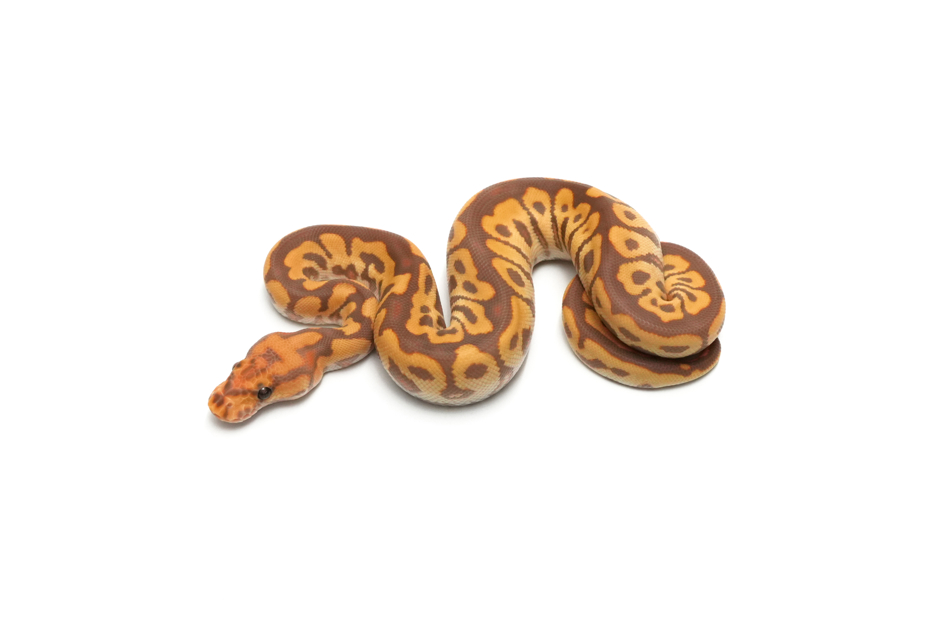 Spotnose Ultramel Clown