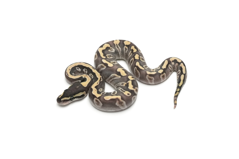 GHI Mojave Enchi DG Het Hypo