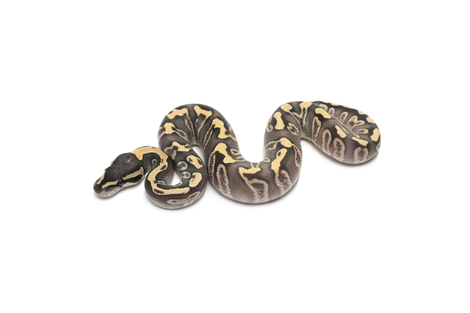 GHI Mojave Enchi DG Het Hypo