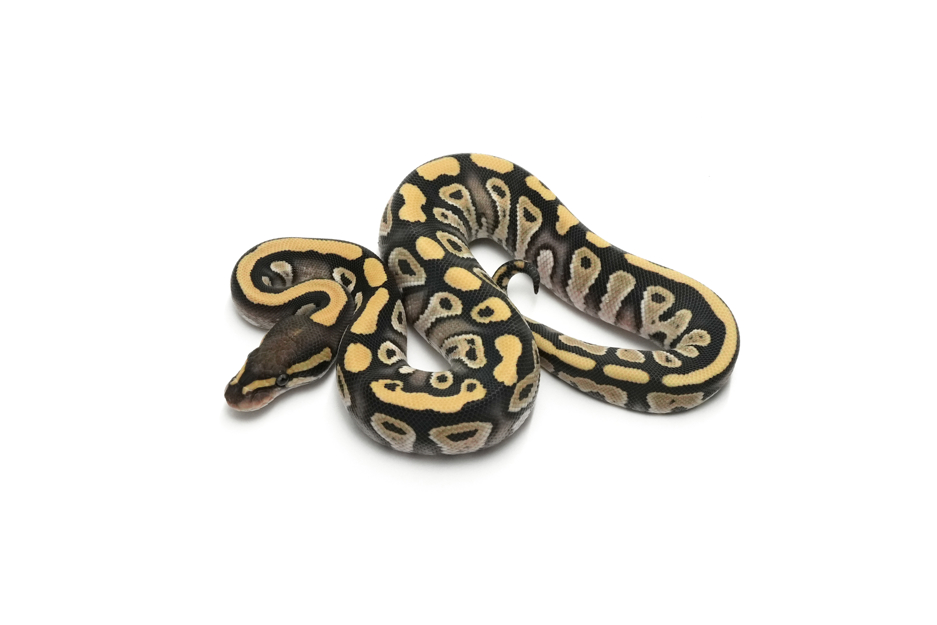 Mojave DG Het Hypo