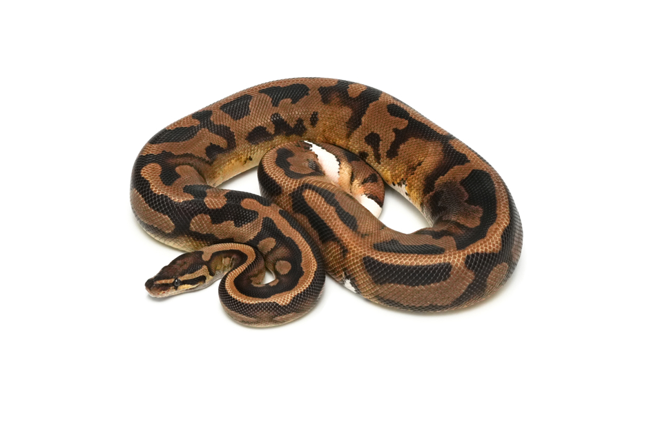 Pied DH Ultramel Hypo (PB)