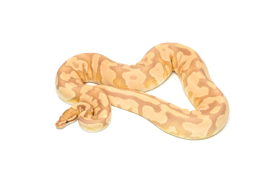 Fire YB Ultramel (PB)