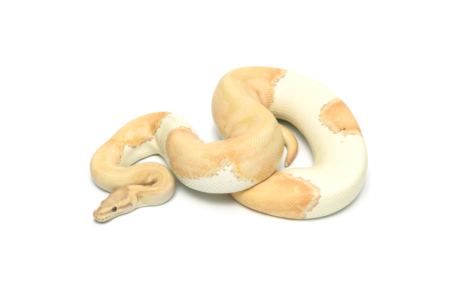 Dreamsicle (PB)