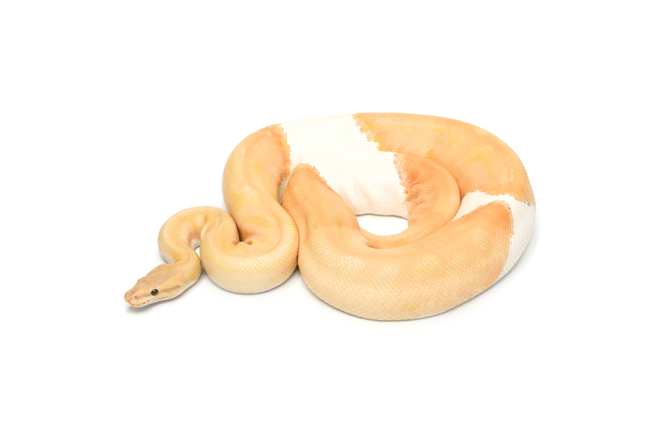 Dreamsicle (PB)