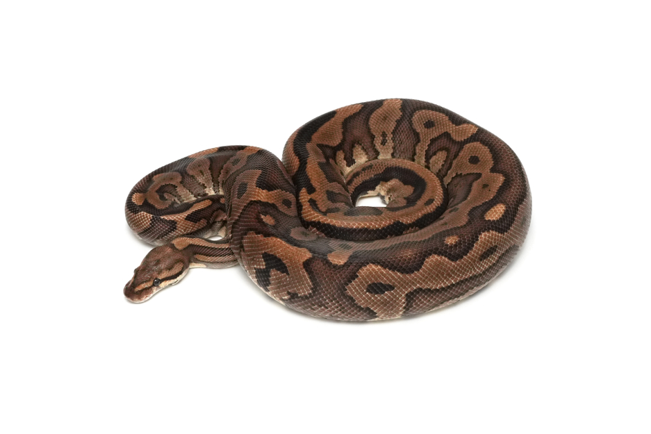 Leopard Redstripe YB Het Ultramel (PB)
