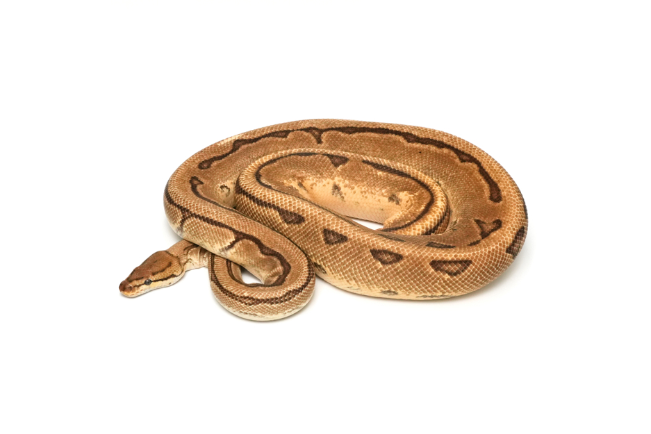OD Enchi YB Pinstripe Het DG (PB)
