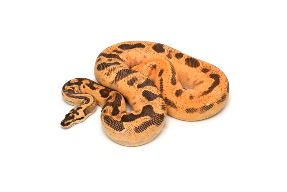 OD Enchi Pastel Leopard YB DH Axnathic(Black&TSK) Pied (PB)