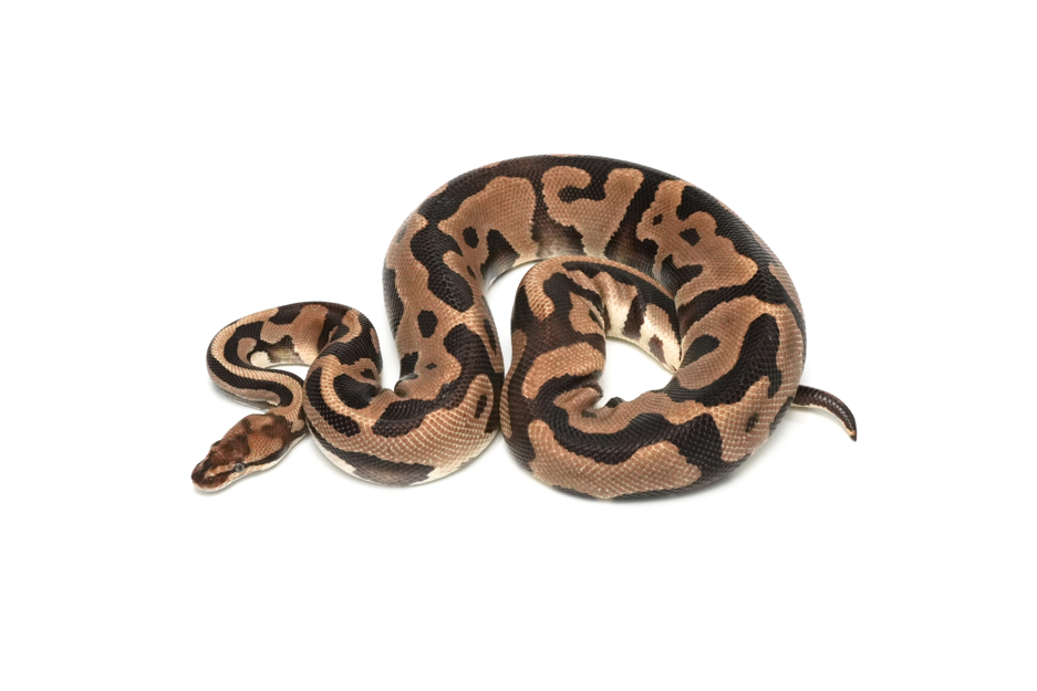 Leopard TH DG Clown Pied 66% Hypo (PB)