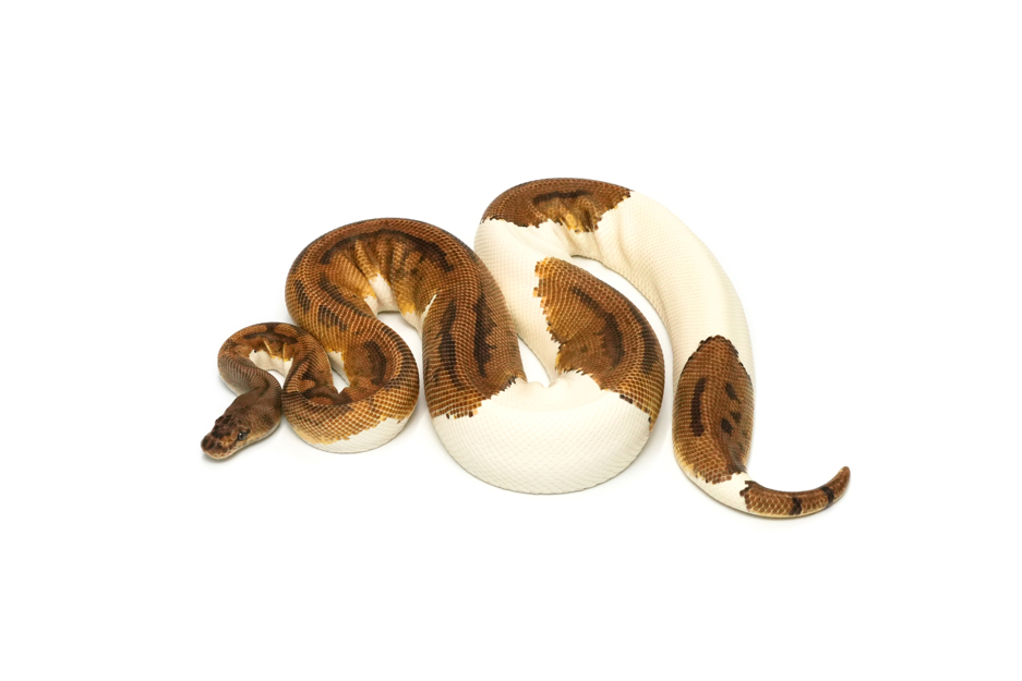Clown Pied (PB)