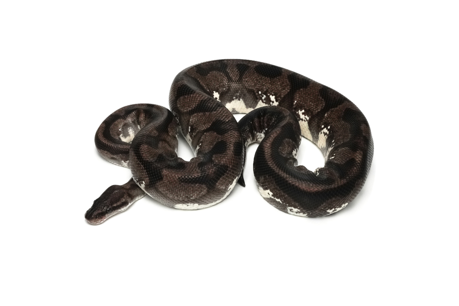 Pastel Axanthic(Black&TSK) Het Pied (PB)