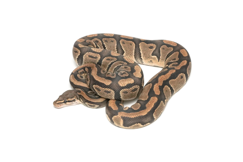 Hypo DH Clown Pied (PB)