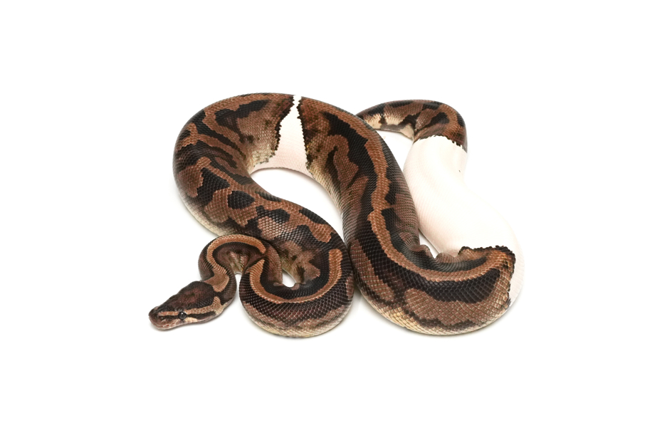 Pied DH Ultramel Hypo (PB)
