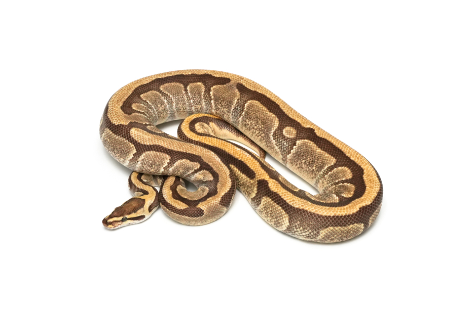 Fire Enchi Het Tri-Stripe (PB)