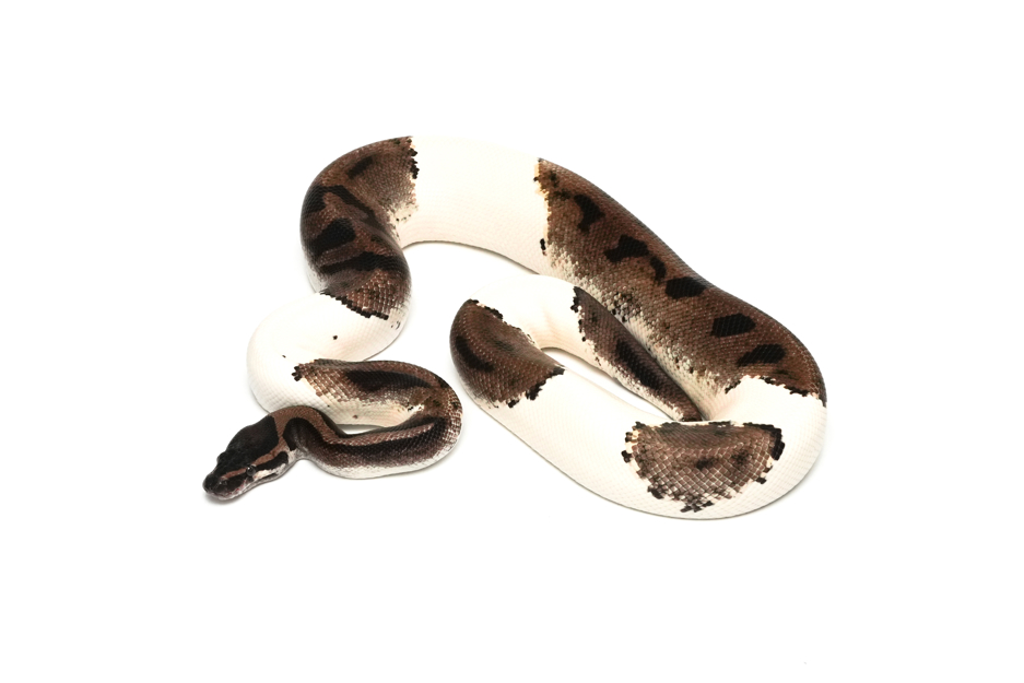 Axanthic(Black&TSK) Pied (PB)