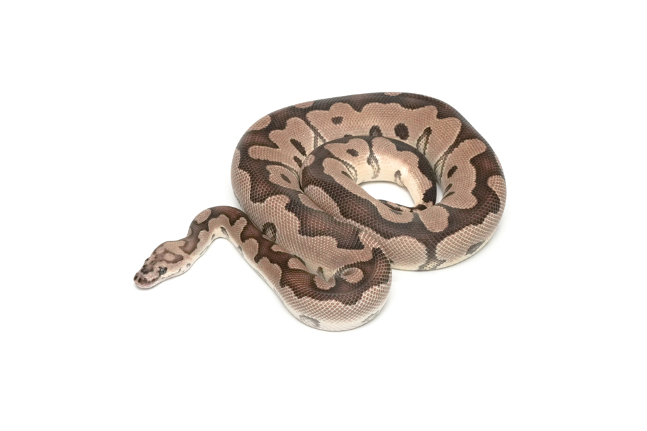 Axanthic(Black&TSK) Clown (PB)