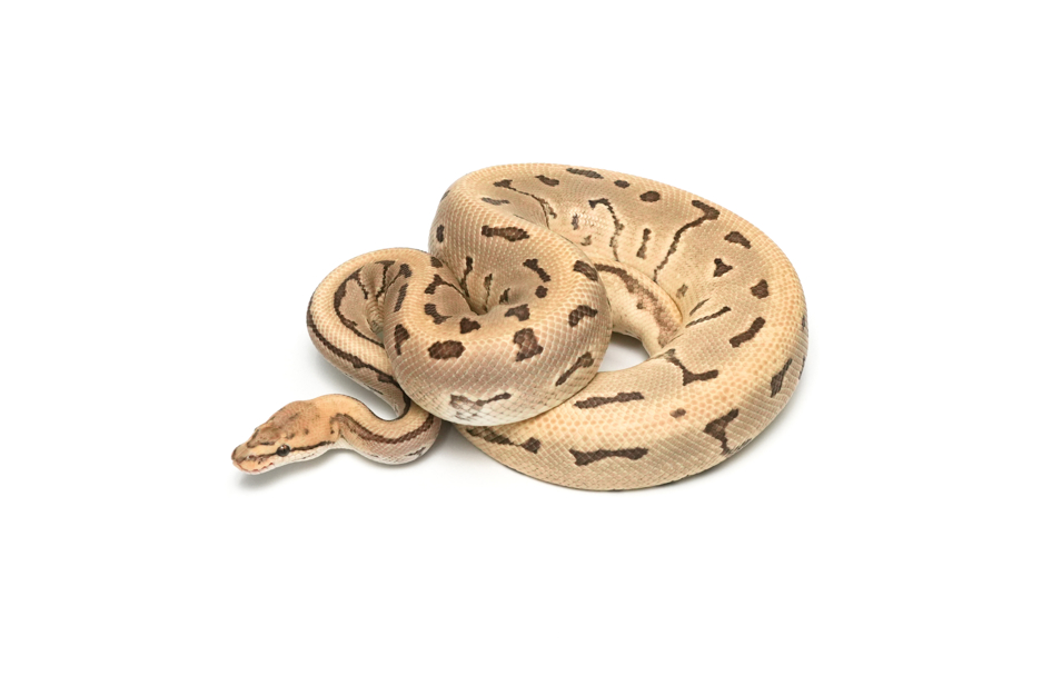 Leopard Pinstripe DG TH Hypo Clown Pied (PB)