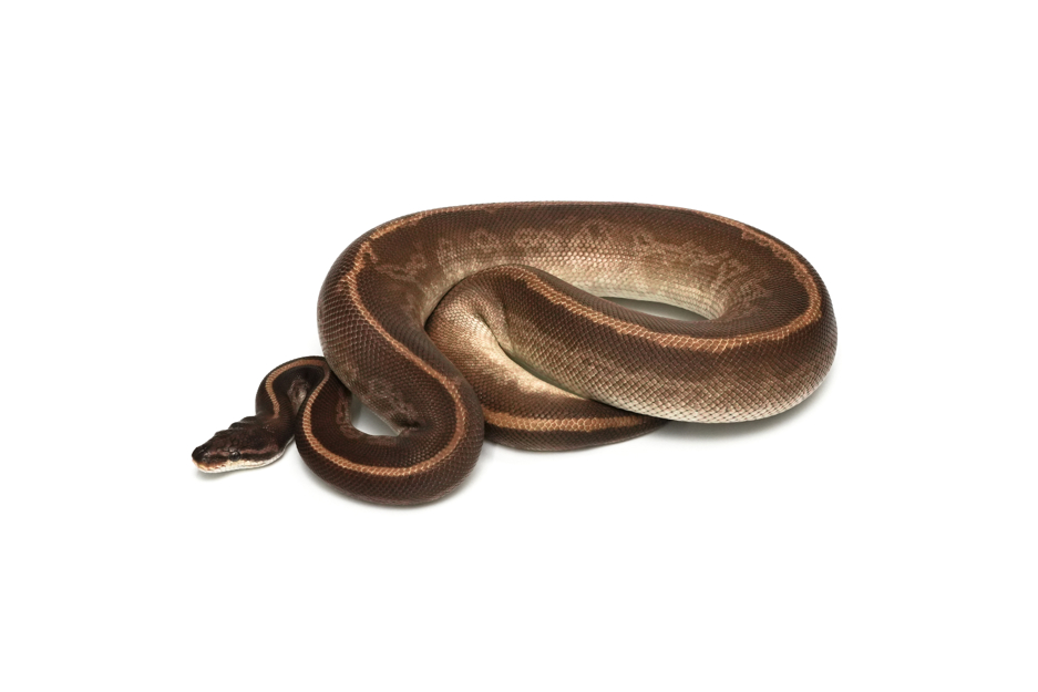 Leopard Mojave YB Sunset (PB)