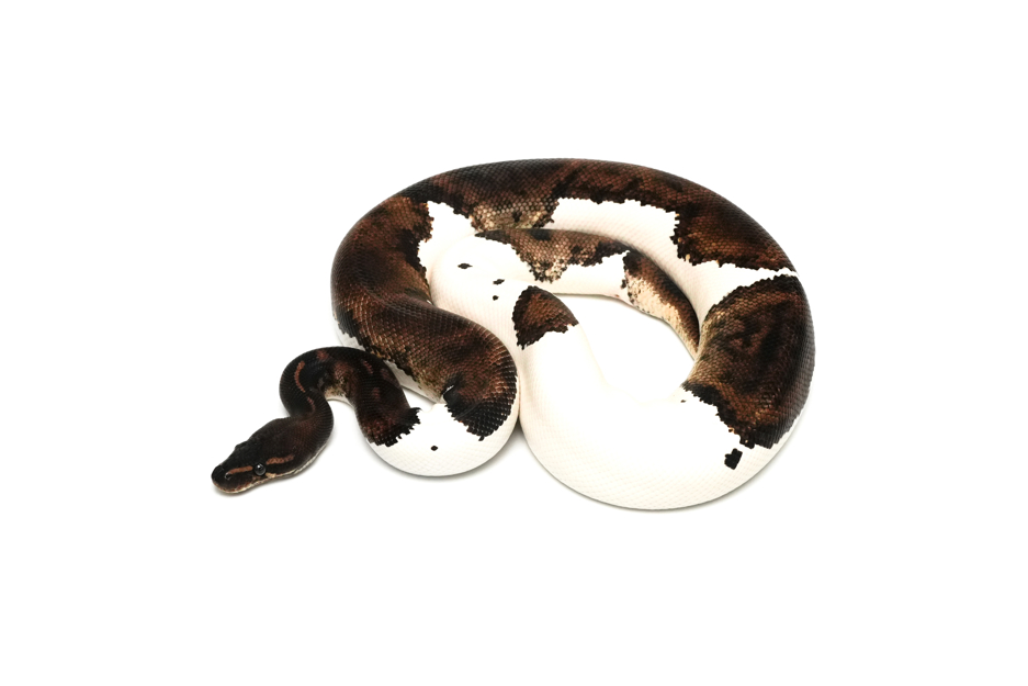 Leopard Blackhead Pied Het Lavender (PB)