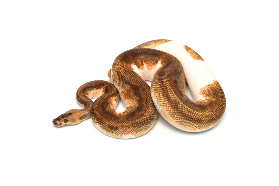 Leopard Enchi YB Clown Pied (PB)