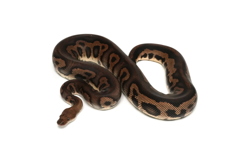 Stranger Leopard Clown (PB)