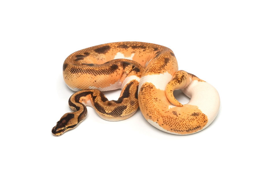 OD Enchi Leopard YB Pied Het Lavender (PB)