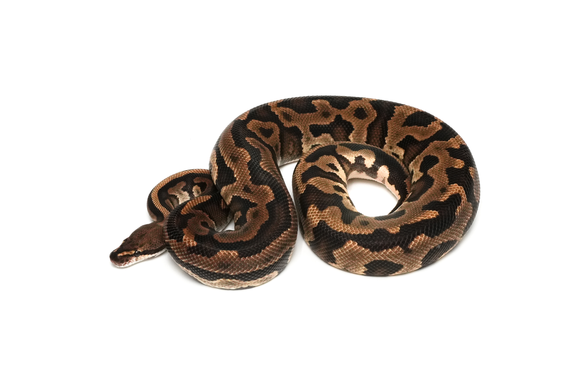 Redhead Leopard (PB)