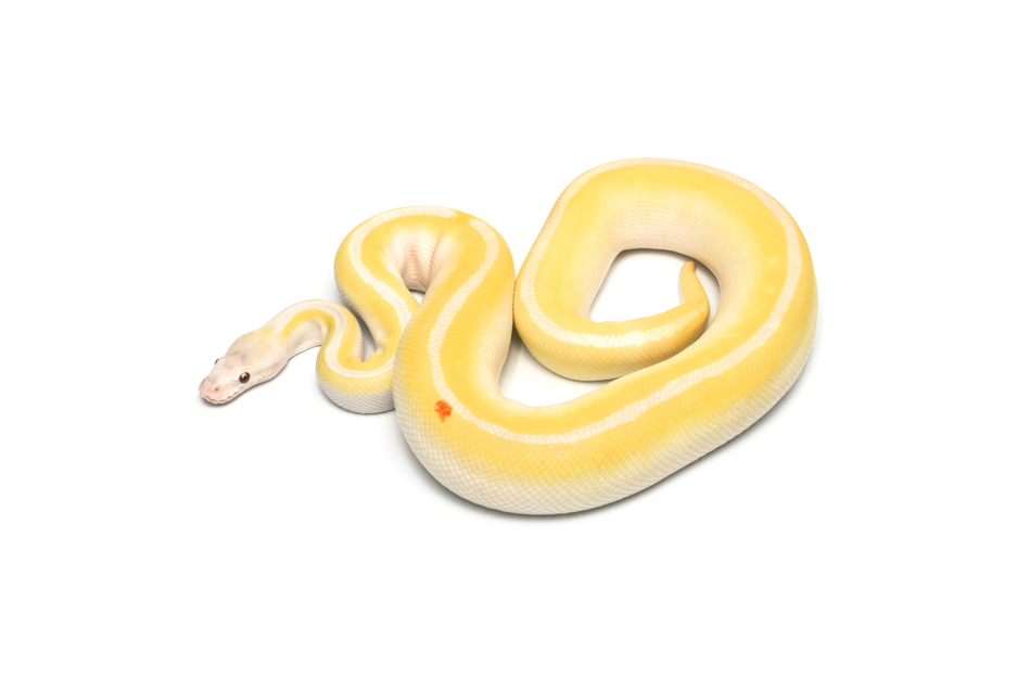 GHI Blackhead Mojave Lavender Het Pied (PB)