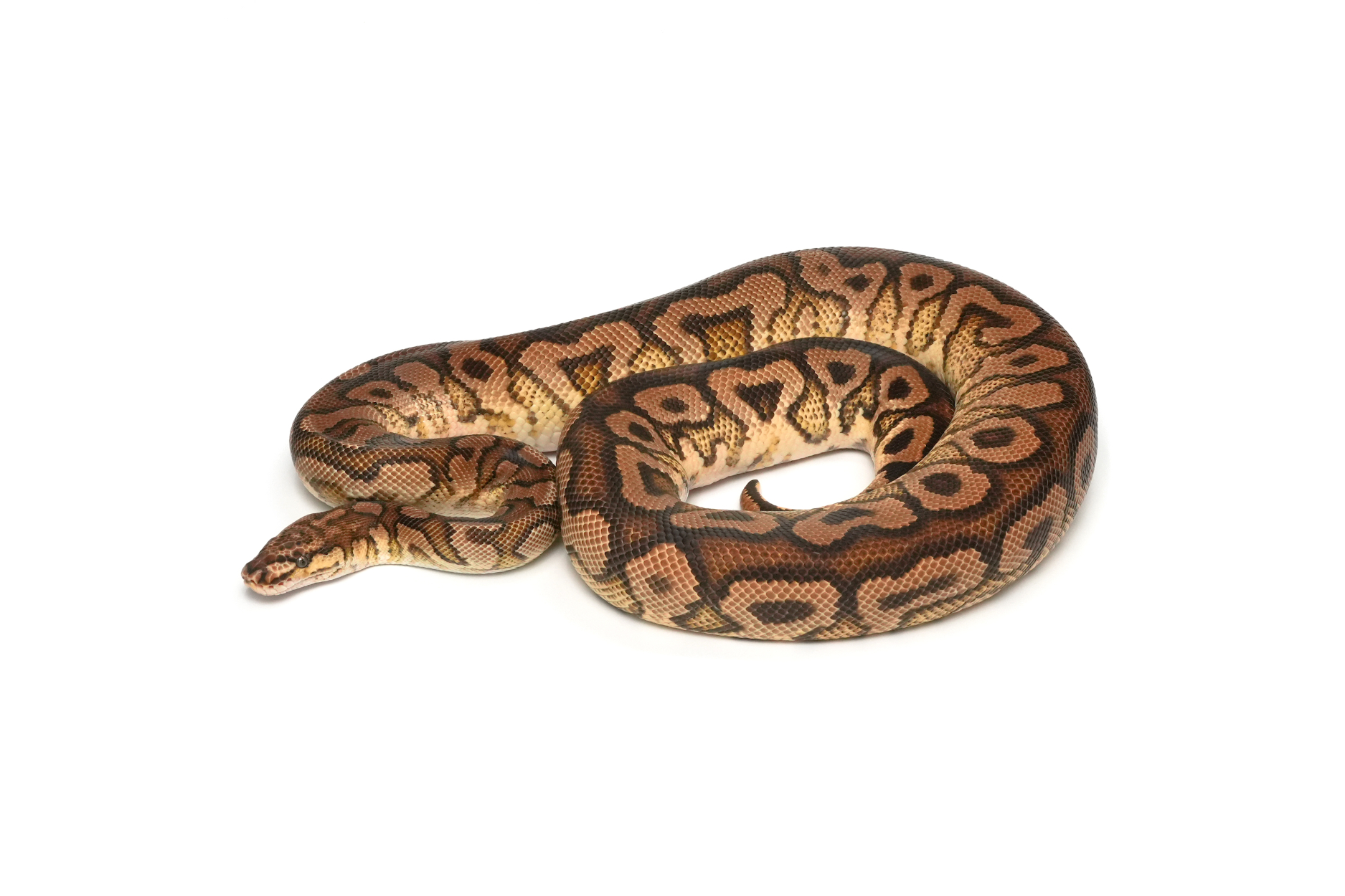 Hurricane Spotnose Clown (PB)
