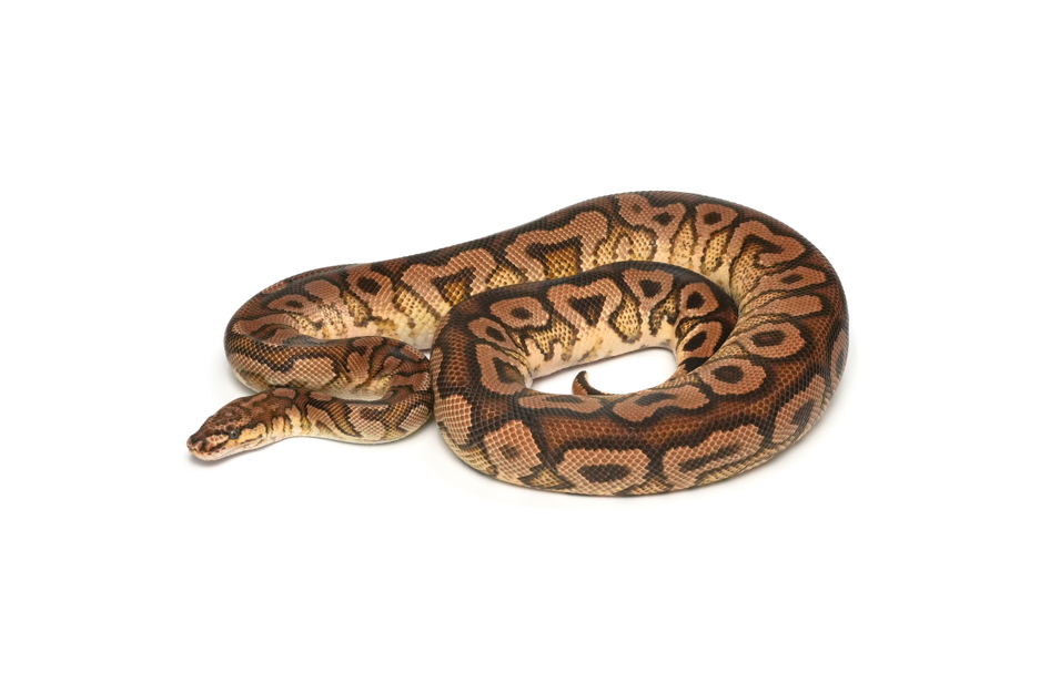 Hurricane Spotnose Clown (PB)