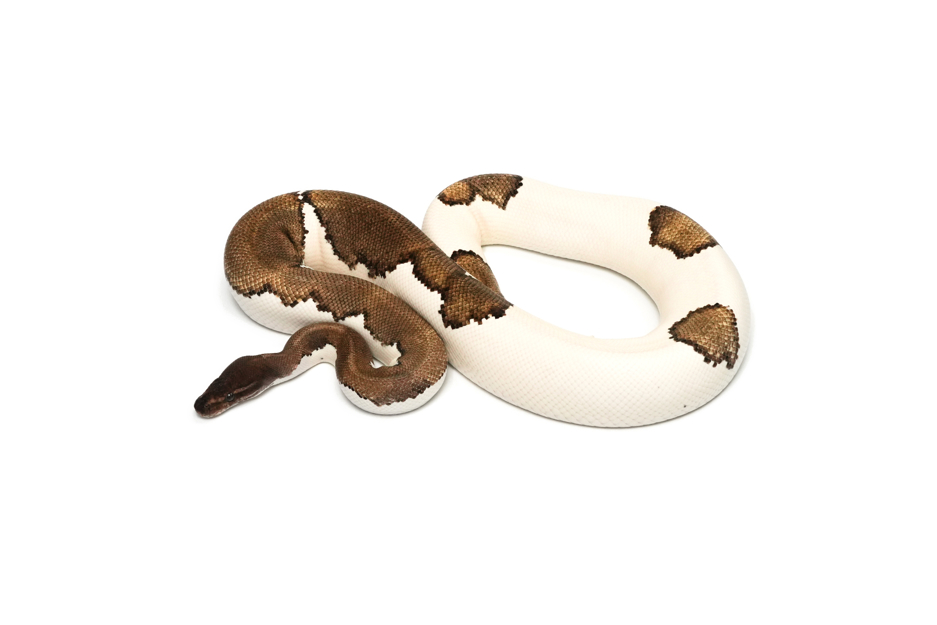 Blackhead Mojave Gravel Pied (PB)