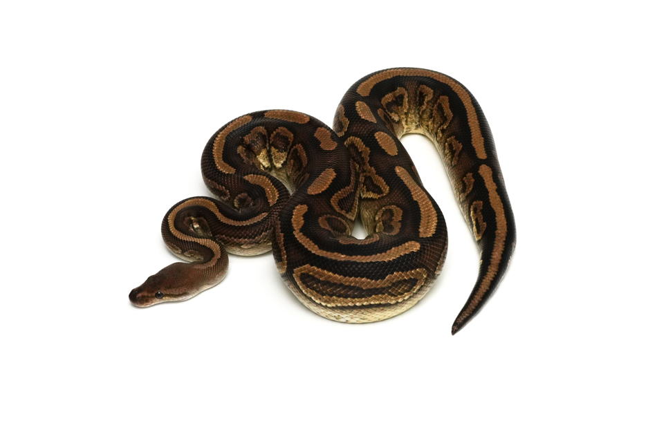 Redstripe Cinnamon Pixel Het Clown (PB)