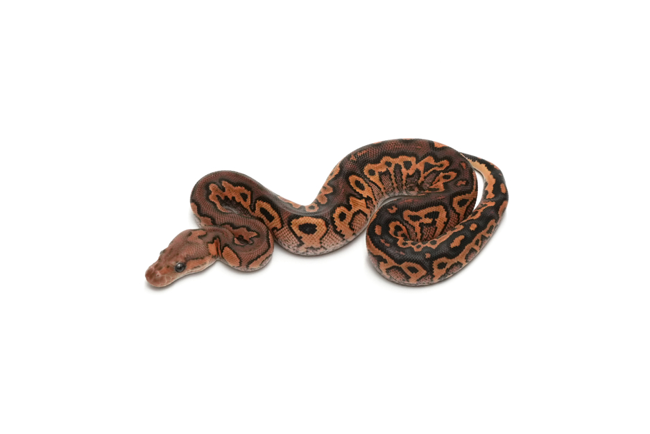 Blackpastel Special Gravel Clown