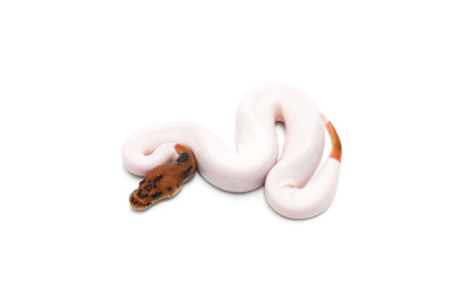 Leopard Clown Pied Het DG Pos Het Hypo