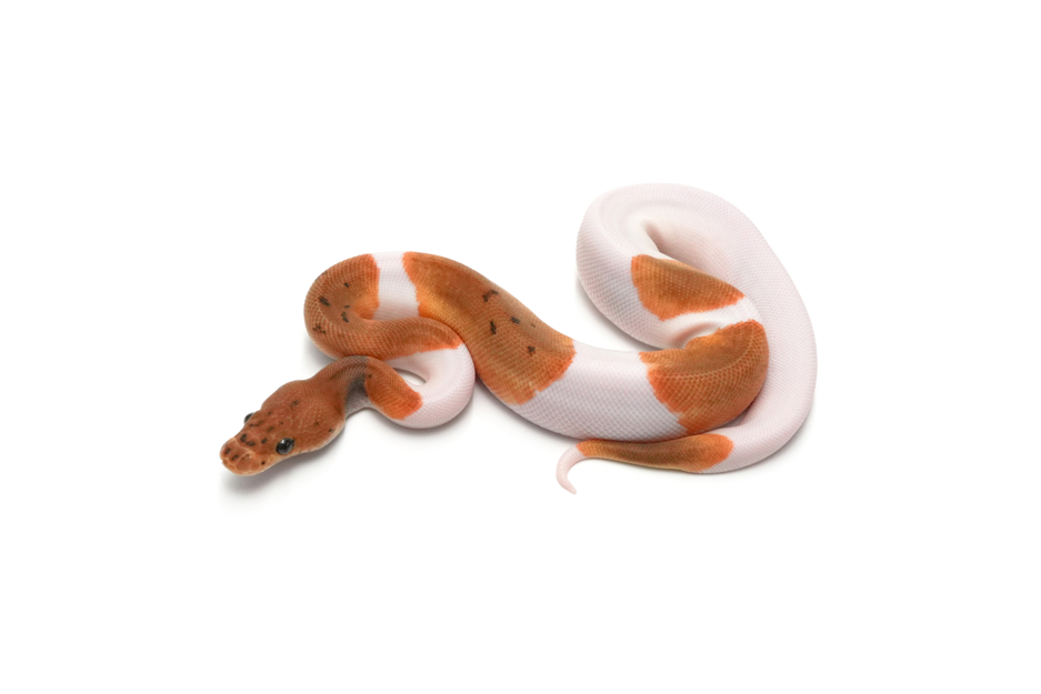 Pinstripe Clown Pied Het DG Pos Het Hypo