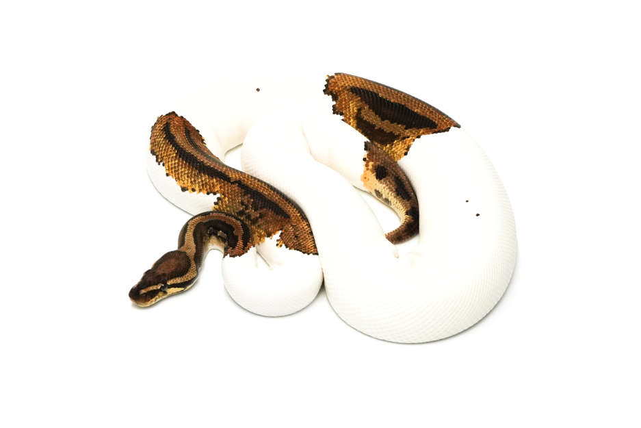 OD YB Leopard Pied Het Ghost (PB)