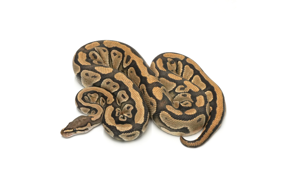 Hypo DH Clown Pied (PB)