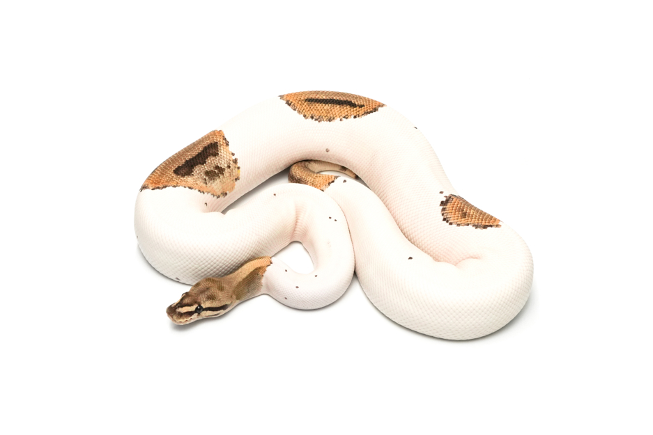 Fire Leopard Pied Het Clown (PB)