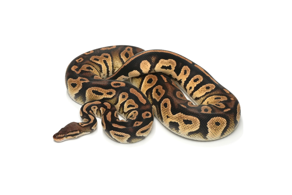 Pastel Blackhead Het Clown 50%Pied