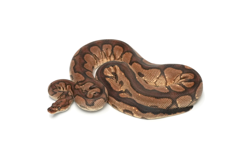 OD YB Clown 66%Pied