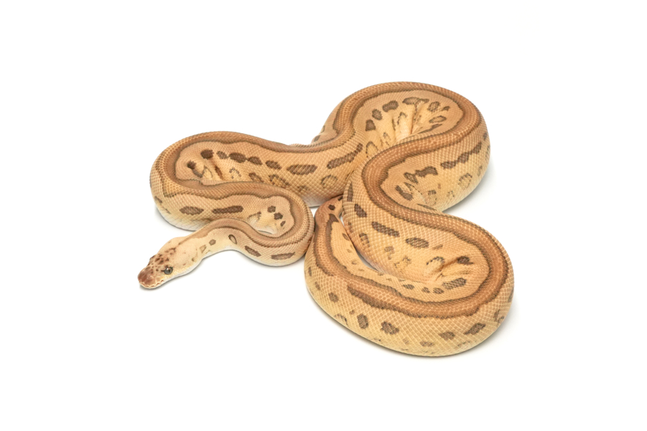 Pastel Leopard Special Clown