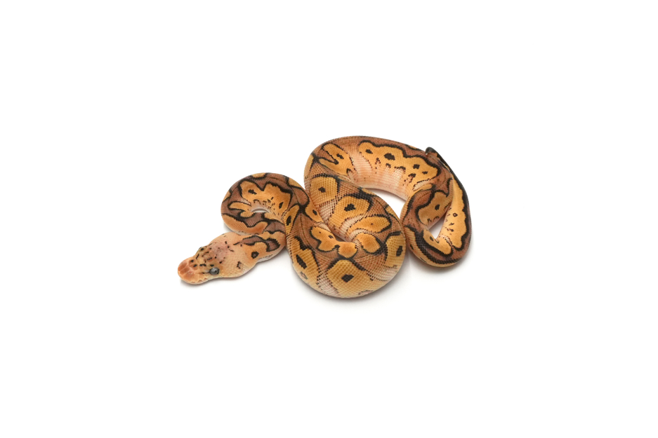 Pastel Clown DH Sunset Hypo 50%Pied