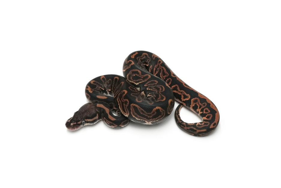 Leopard Blackpastel DH Monsoon Clown