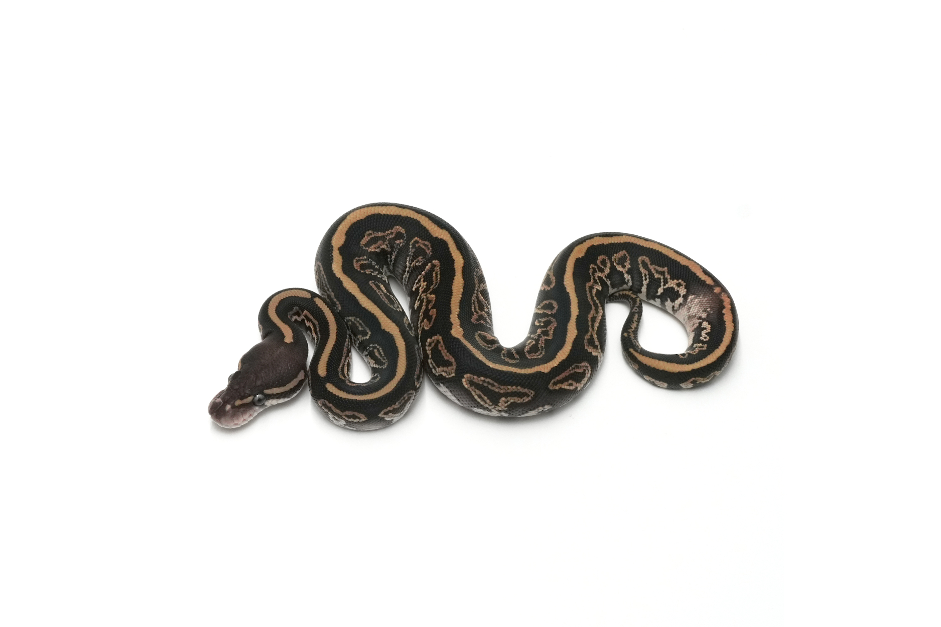 Leopard Blackpastel Mojave DH Monsoon Clown