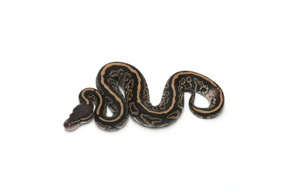 Leopard Blackpastel Mojave DH Monsoon Clown